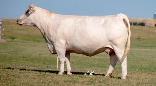 A white cow standing on grass in a field.