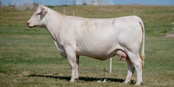 White cow standing on green grass in a field.