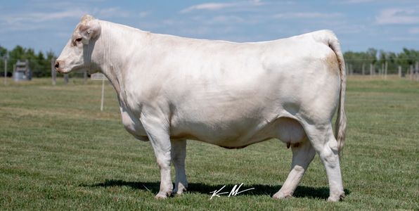 A white cow standing on green grass under a blue sky.