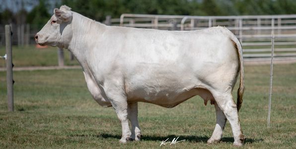 A white cow stands in a grassy fenced field on a sunny day.