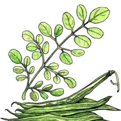 Watercolor illustration of drumstick leaves and pods.