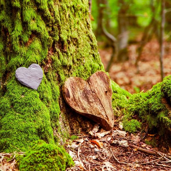 Two hearts, one wood and one stone, placed at the base of a moss-covered tree