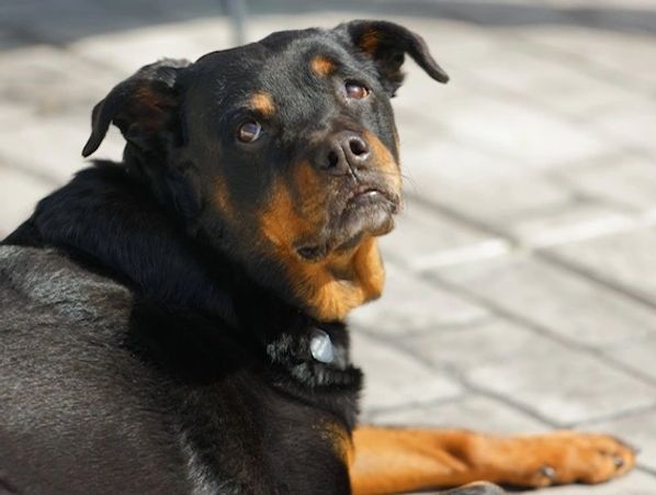 Pet Rottweiler staring with love and devotion at the person taking the photo