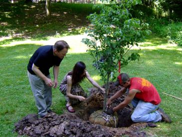 planting a tree
