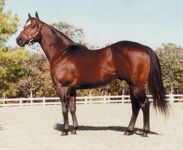 Corona Cartel
Stallion
Racehorse