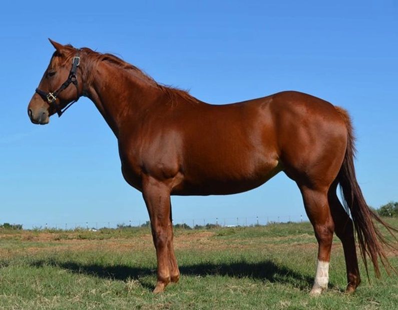 Fast Prize Leesa
Broodmare
Racehorse