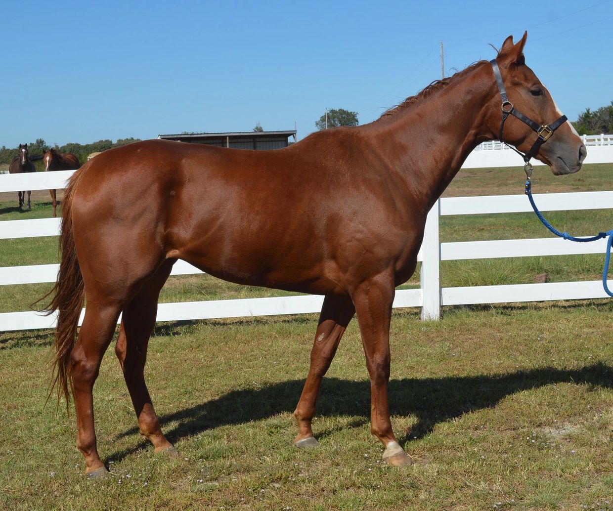 La Row
Broodmare
Racehorse