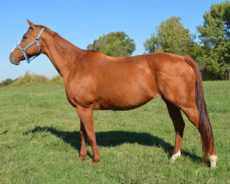 Like this Chic
Broodmare
Racehorse