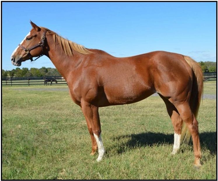 Fast Prize Tracy
Broodmare
Racehorse