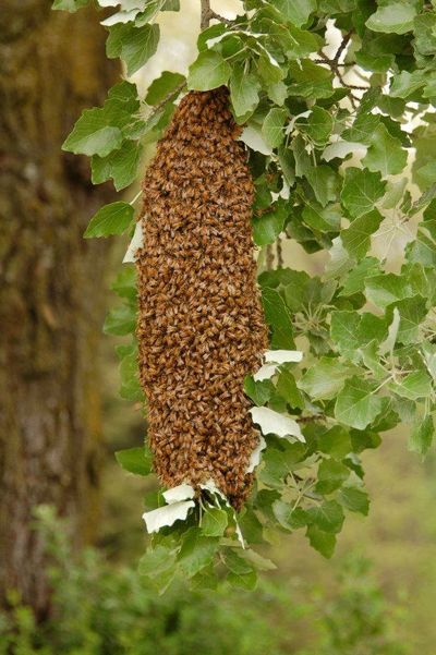 Peachblosssom Apiaries Honey Bee Swarms