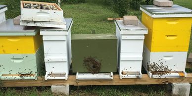 Virgin Queen Bees - Wildflower Meadows