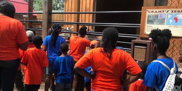 Summer campers observing zebras at a zoo enclosure.