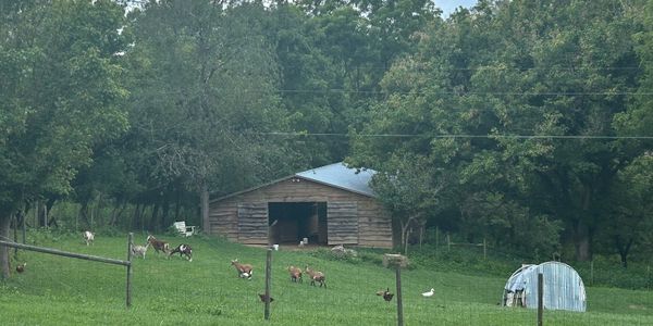 Farm animals grazing near a wooden barn in a green field.