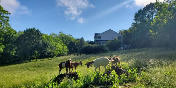 Goats graze on a sunny hillside with a house in the background.