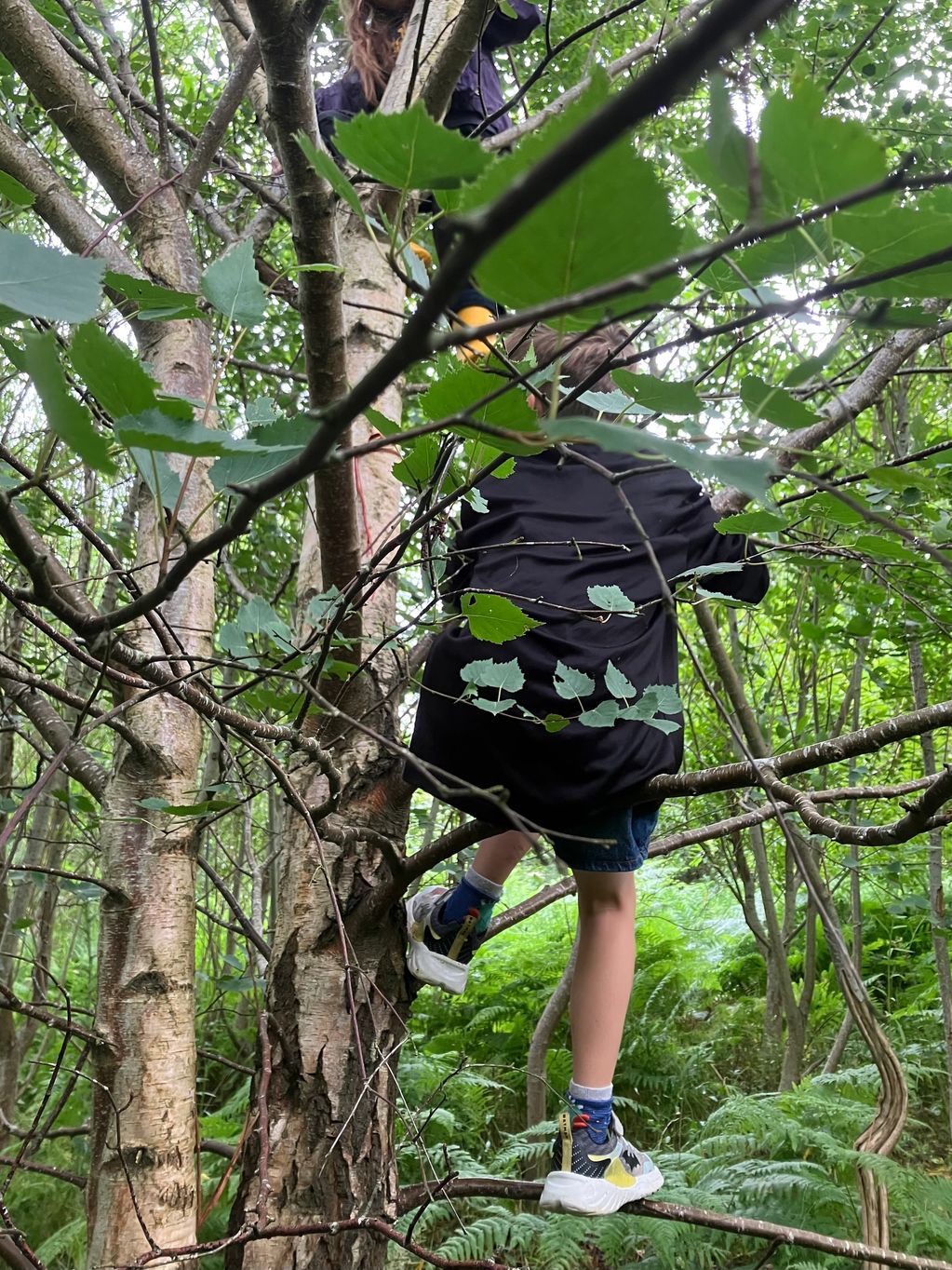 Children climbing a tree