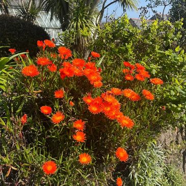 Bright orange flowers bloom vibrantly in a sunny garden.