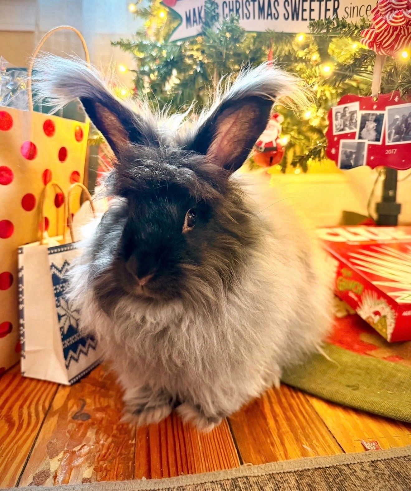 Fluffy rabbit in festive Christmas setting with lights and gifts.