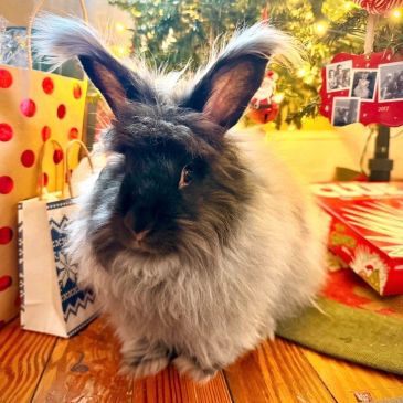 Fluffy rabbit with large ears near Christmas tree and gifts.