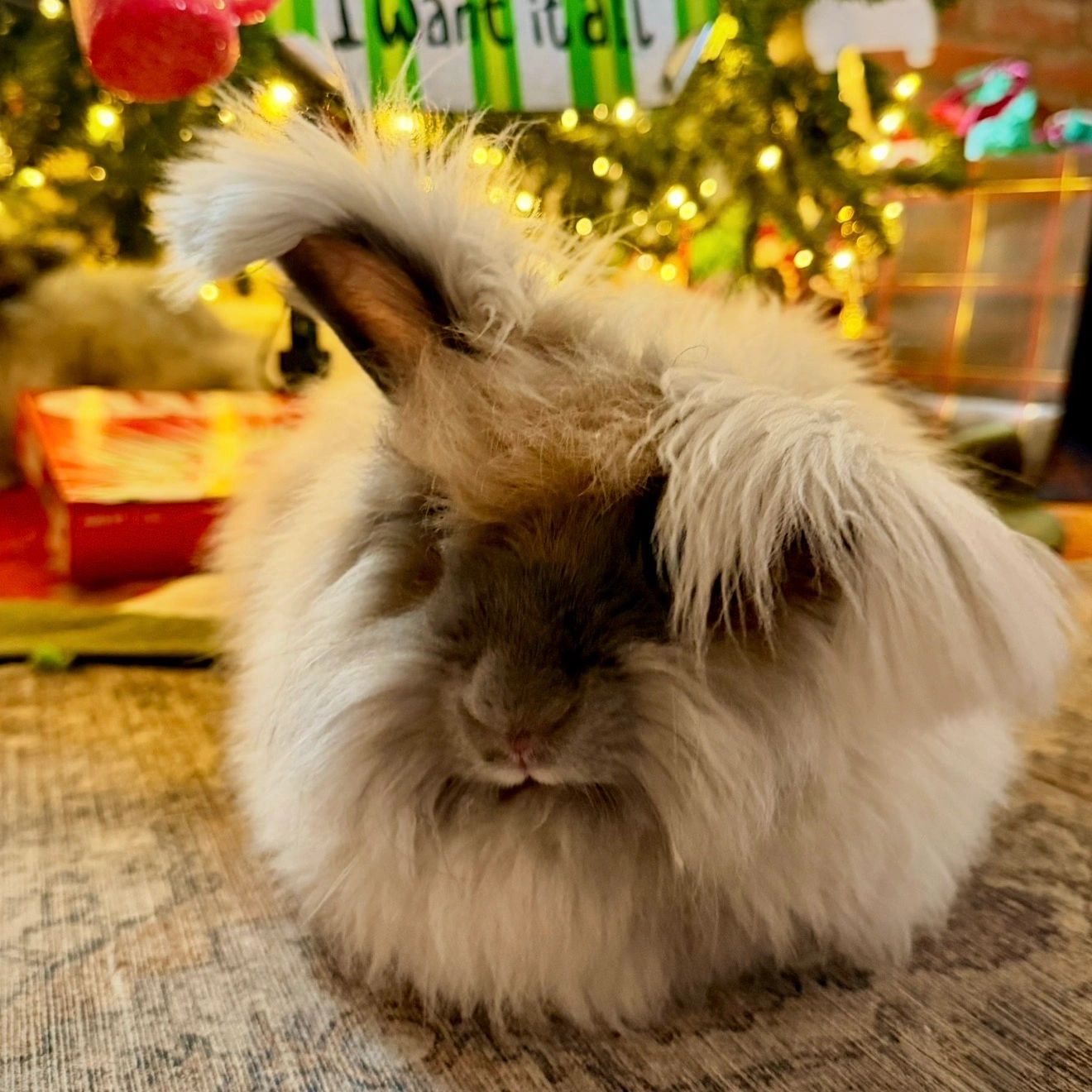 Bay Valley Rabbitry "Winnie"
Sunnyside Angoras "Uri" X Sunnyside Angoras "Hershey"
DOB: 03/04/25