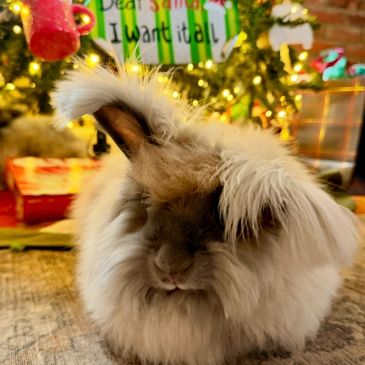 Fluffy rabbit in front of Christmas decorations.