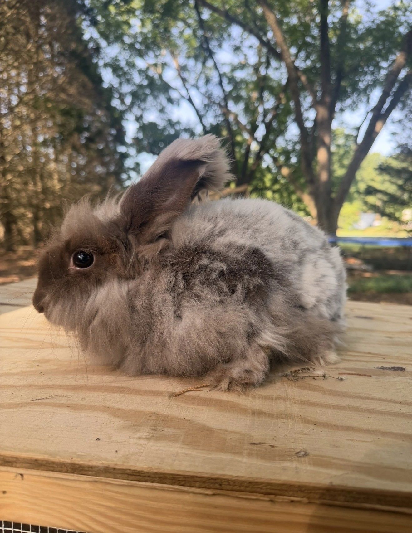 Fluffy gray and white rabbit sitting on a wooden surface outdoors.