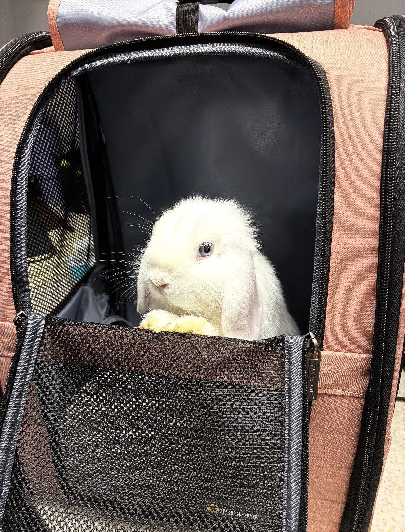 A white rabbit peeks out from a pink pet carrier with mesh sides.