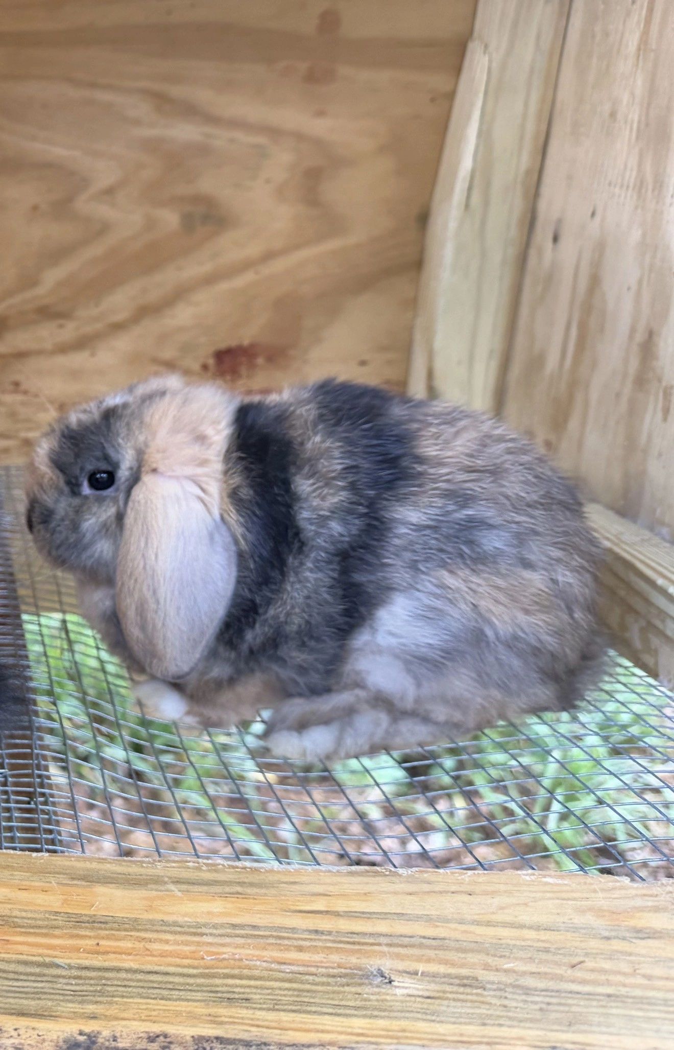 A fluffy rabbit inside a wooden cage with wire mesh floor.