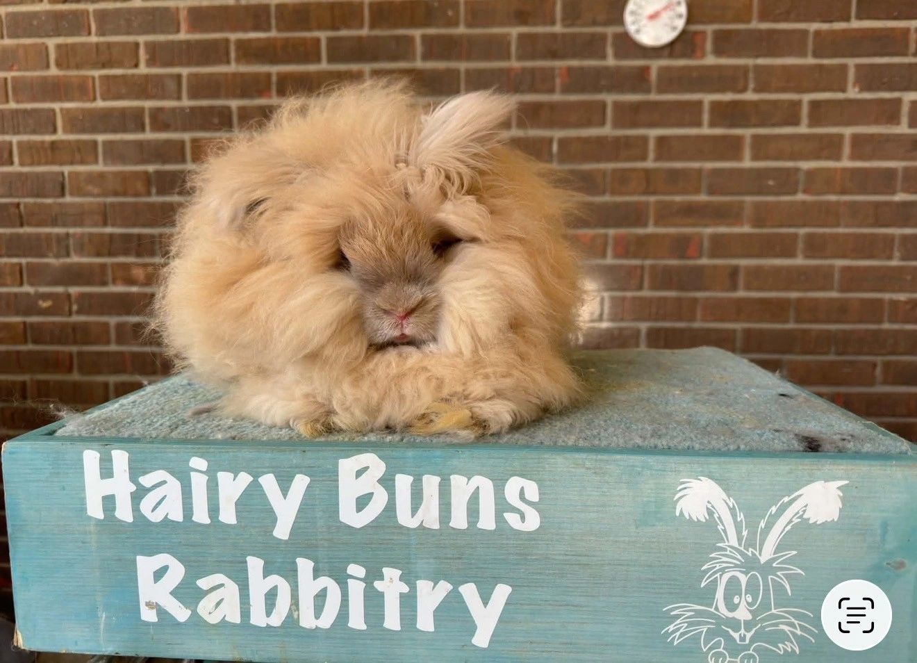 Fluffy bunny sitting on a box labeled Hairy Buns Rabbitry.