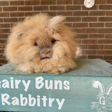 Fluffy rabbit sitting on a box labeled Fairy Buns Rabbitry.