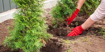 Person planting a small evergreen tree in the garden wearing red gloves.