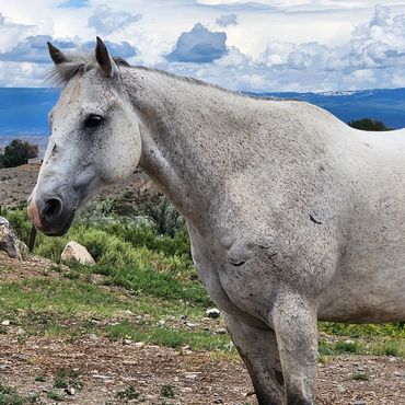 A white horse stands in a rocky outdoor setting under a cloudy sky.