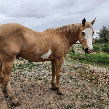 A light brown horse with white markings stands on dry ground under a cloudy sky.