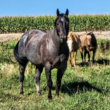 Three horses standing on grassy field near a cornfield under a clear blue sky.