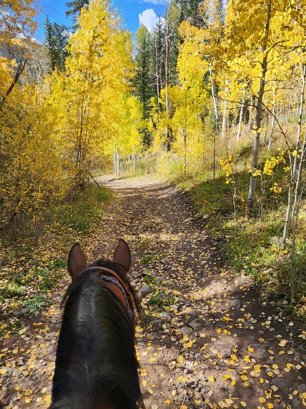 View from horseback on a leafy autumn forest trail.