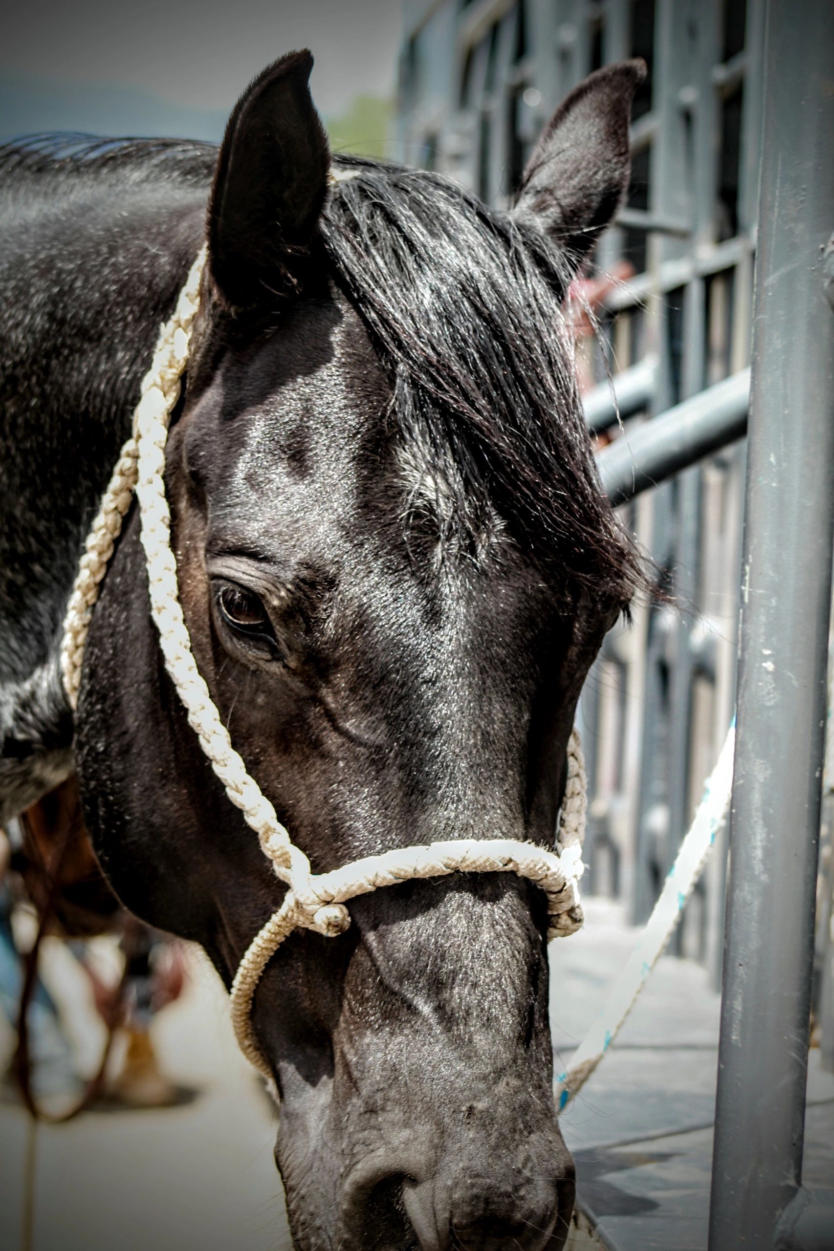 Trail Riding Horses | Blue Lightning Trail Rides