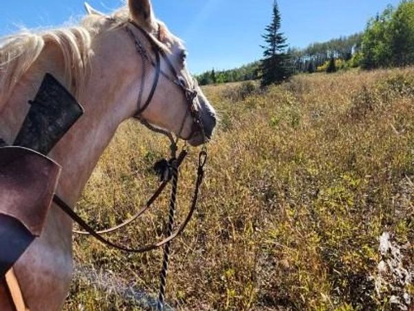 Horse with a rifle in a holster overlooking a grassy field under a clear sky.