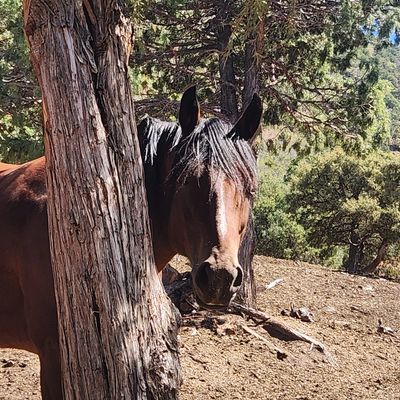 A horse peeks out from behind a tree in a sunny forest.