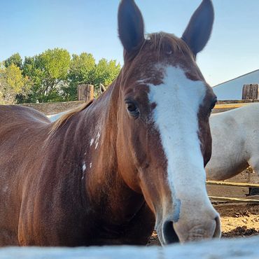 Close-up of a brown horse with a white stripe on its face.