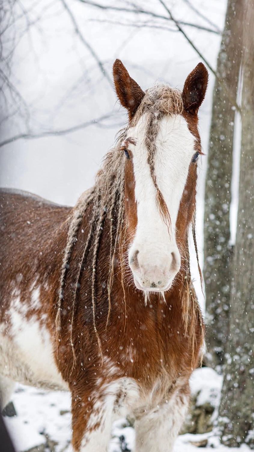 Brown and white horse with braided mane standing in snowy forest.