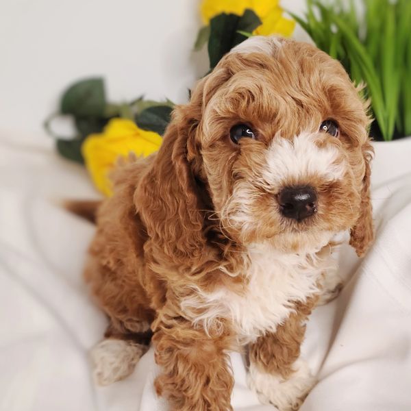 Abstract apricot mini goldendoodle puppy