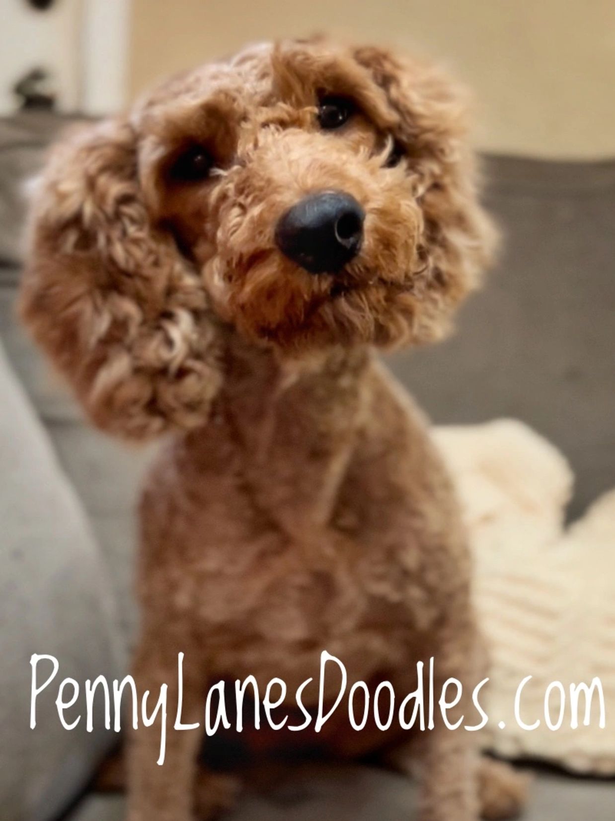 Mini goldendoodle dog