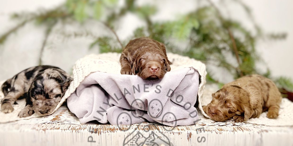 Merle Goldendoodle puppies