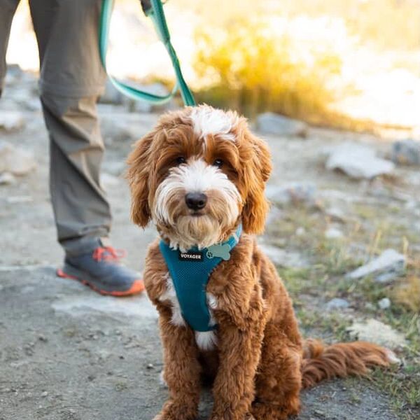 Fluffy dog sitting on a trail with a person nearby.