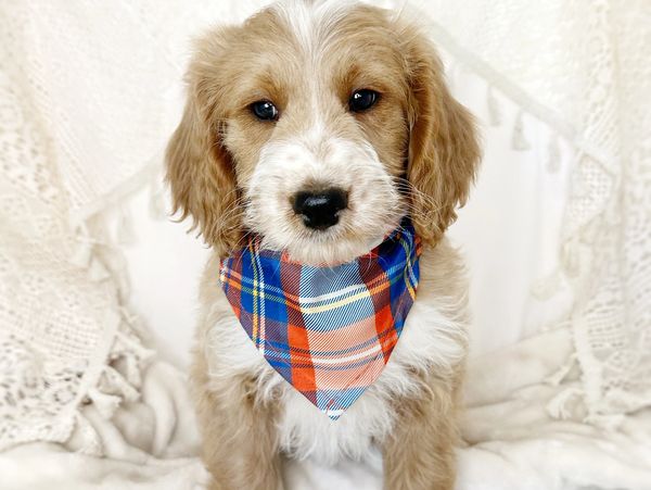 abstract apricot miniature goldendoodle puppy