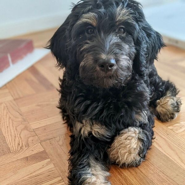 Black phantom wavy curly Goldendoodle puppy 