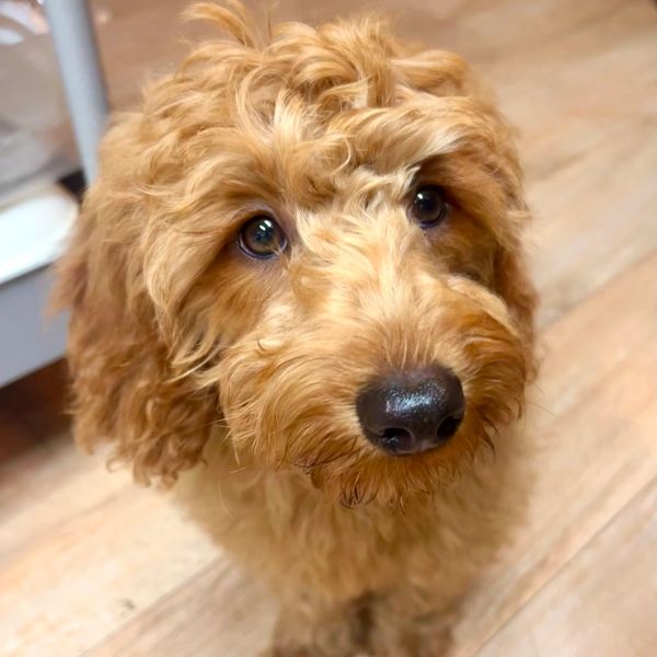 Close-up of a cute curly-haired dog with big, soulful eyes.