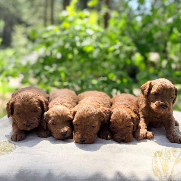 Five adorable brown puppies lying down outdoors.