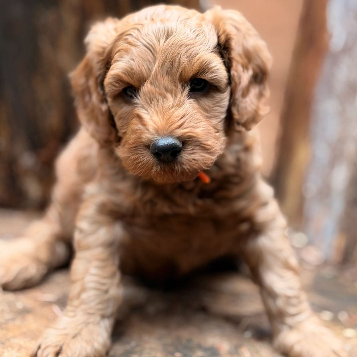 Close-up of an adorable curly-haired puppy looking at the camera.