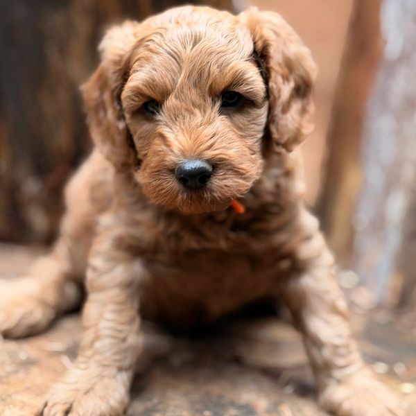 Close-up of an adorable curly-haired puppy looking at the camera.