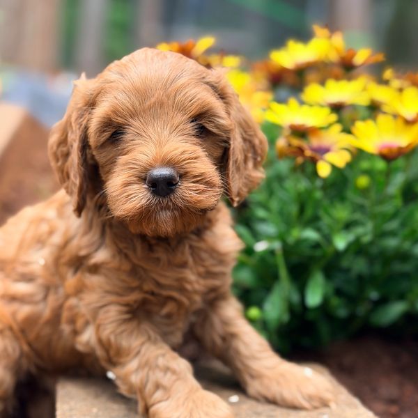 Adorable fluffy red Goldendoodle girl puppy sitting near vibrant yellow flowers.